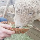 불치목장 | [춘천 당일치기] 통나무집 닭갈비-02.해피 초원목장-신북 커피