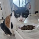 참동물의료센터 | 24시 산곡 나무 동물의료센터 방문 후기 (고양이 동공부동증 증상)