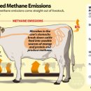 (LW-의학/건강/운동) Burger King Pushes ‘Reduced Methane’ Beef to Fight Climate Change 이미지