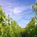 황진농장 이미지