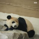 곤히 잠든 아기곰듀🐼 루이바오💜 이미지