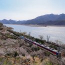 세븐일레븐 양산평산엠티점 | 24년 양산 원동매화축제 개화상황 미나리삽겹살 평산책방