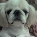 바비 애견샵 이미지