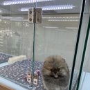 러빙펫(송도점) 이미지