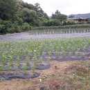 중앙탑면사무소 이미지