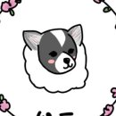 뽀독 이미지