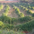 강산슈퍼 이미지