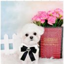 그루밍 사랑 이미지