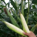 봉산농장 2농장 이미지