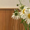 오구랜드 이미지