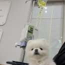 동물제중원금손이 동물병원 | [동물제중원금손이] 강아지 목디스크 한방병원 침치료 기록