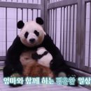 바오 이미지