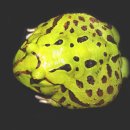 caatinga horned frog 이미지
