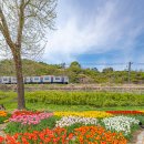 대정여고교차로4가 2 | 서울 튤립 명소 용비쉼터 가는법 실시간 주차 후기 서울숲 X