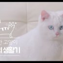 캣끗 이미지