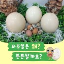 (주)타조
