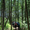 동강과 어우러져 천혜의 절경을 보여주는 산 (7/8) - 영월 잣봉 이미지