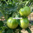 금대펜션 이미지