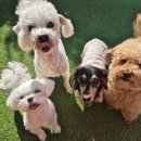 파파퍼피 DOG하우스 이미지