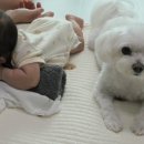 복터진 강아지 이미지