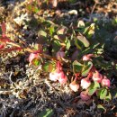 들쭉나무 (식물) [Vaccinium uliginosum]의 효능/블루베리 이미지