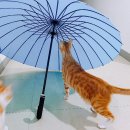 호야복국 이미지