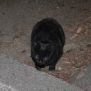 숲속고양이 이미지