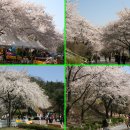 2019 (제9회)충주호 벚꽃축제가 화려하게 열린다 이미지