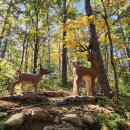 유명산자연휴양림 이미지