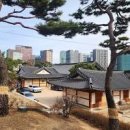 봉은사 홍매화 개화, 서울사찰 서울여행 가볼만한곳 이미지