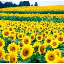 경관농장 이미지