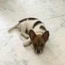 NR-1[경수대로]-상-700 | [반려견, 사지말고 입양하세요!] 경기도 반려동물 입양센터, 봉사후기 3탄💚