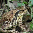 금두꺼비 이미지