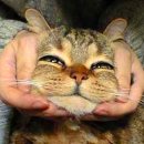 고양이랑 이미지