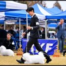 유어펫 라운지 강아지분양 이미지