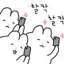 보배반점화정점 이미지