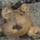 감자창고 이미지