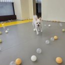 멍해피 애견유치원&호텔 이미지