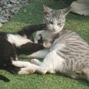 금강산흑염소전문점 이미지