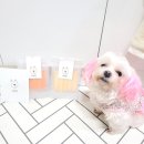 밤시(BAMSI) | 강아지우유껌 추천 밤시 말티즈껌 급여후기