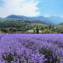 라벤더 이미지