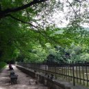 대신공원 숲길 이미지