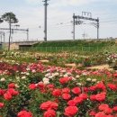 곡성-162 Daum카페