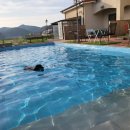 더스테이 골드독 이미지