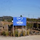 팀웨일 | 🐳 제주 오션뷰 끝판왕! 블루웨일 카페 방문 후기