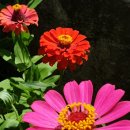 삼동면 전도3 이미지