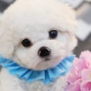 울산 제이앤독 애견샵 이미지