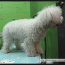 루비애견 이미지