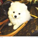 White Pom Pom 이미지