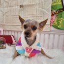 개 이쁘개 이미지